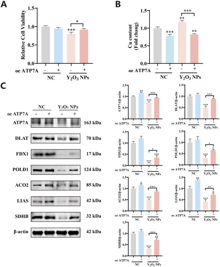 https://cdn.ncbi.nlm.nih.gov/pmc/blobs/5acf/12066367/8f240c66db24/IJN-20-5799-g0009.jpg