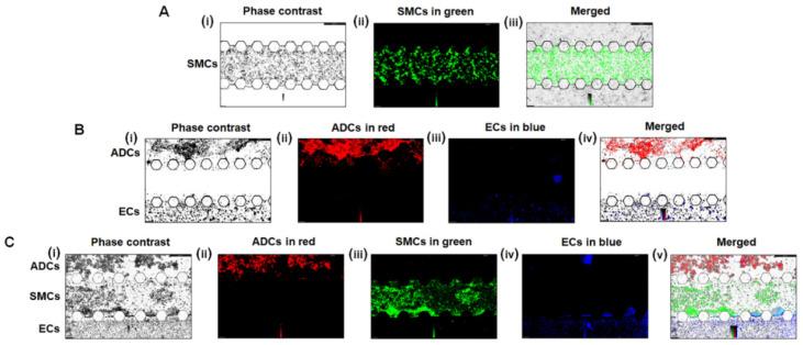 https://cdn.ncbi.nlm.nih.gov/pmc/blobs/5ad3/9504537/6dac3ceaeb25/micromachines-13-01483-g007.jpg