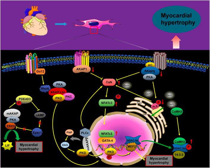 https://cdn.ncbi.nlm.nih.gov/pmc/blobs/5ad4/12209316/ae58782bb72d/fcell-13-1611583-g001.jpg