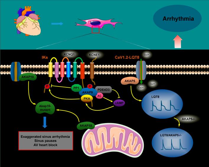 https://cdn.ncbi.nlm.nih.gov/pmc/blobs/5ad4/12209316/c9b37a77017f/fcell-13-1611583-g003.jpg