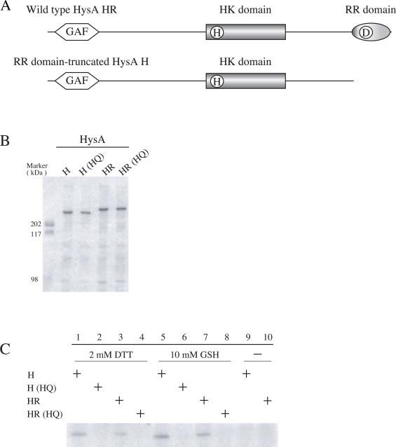 https://cdn.ncbi.nlm.nih.gov/pmc/blobs/5ad5/3907689/5336c726f766/gr4.jpg