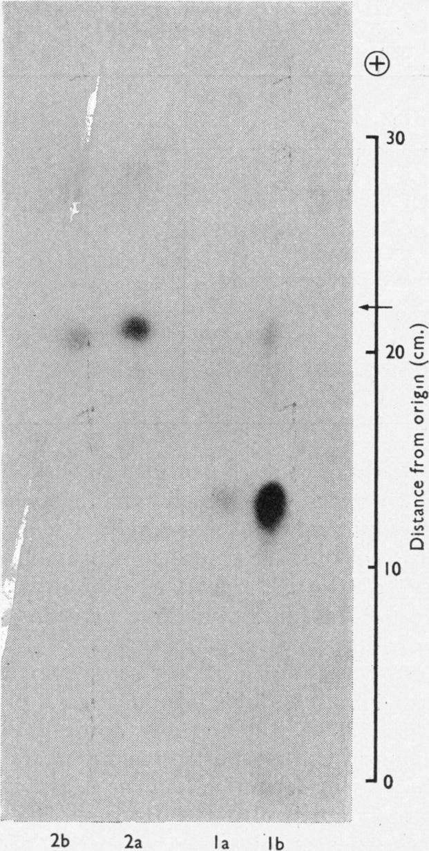 https://cdn.ncbi.nlm.nih.gov/pmc/blobs/5ad8/1186757/1da968dd02b7/biochemj00720-0100-a.jpg