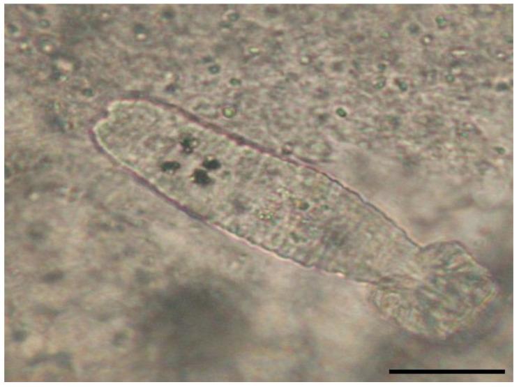 https://cdn.ncbi.nlm.nih.gov/pmc/blobs/5ad9/11356011/1265a7063ede/microorganisms-12-01519-g005.jpg
