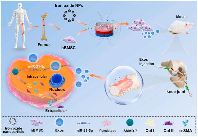 https://cdn.ncbi.nlm.nih.gov/pmc/blobs/5ad9/9218580/9a024295d6f0/ga1.jpg