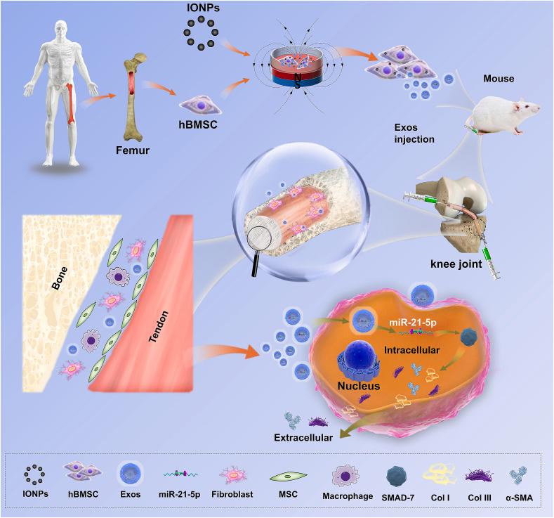https://cdn.ncbi.nlm.nih.gov/pmc/blobs/5ad9/9218580/d32e6e8114ca/gr8.jpg