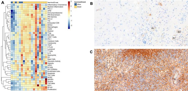 https://cdn.ncbi.nlm.nih.gov/pmc/blobs/5adb/8231061/c3921e657a82/jitc-2020-002296f05.jpg