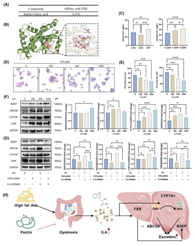 https://cdn.ncbi.nlm.nih.gov/pmc/blobs/5add/12374830/3b1d1df94e11/ijbsv21p5015g006.jpg