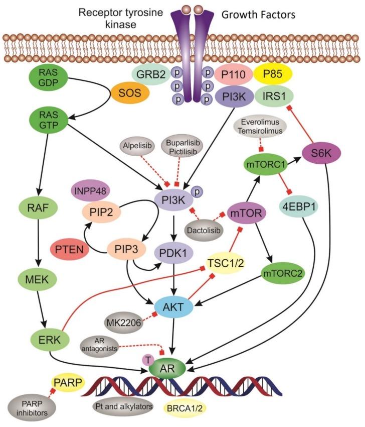 https://cdn.ncbi.nlm.nih.gov/pmc/blobs/5add/7226210/a48864c84bba/cancers-12-00916-g002.jpg