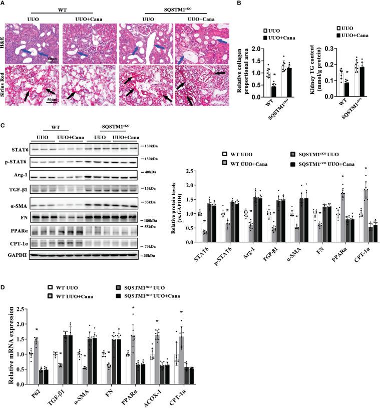 https://cdn.ncbi.nlm.nih.gov/pmc/blobs/5ae1/9845768/415dc9f57d84/fimmu-13-1094556-g007.jpg