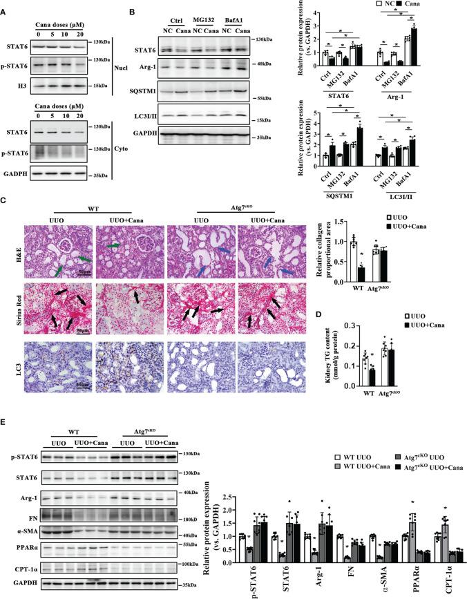 https://cdn.ncbi.nlm.nih.gov/pmc/blobs/5ae1/9845768/52d88d7a873a/fimmu-13-1094556-g004.jpg