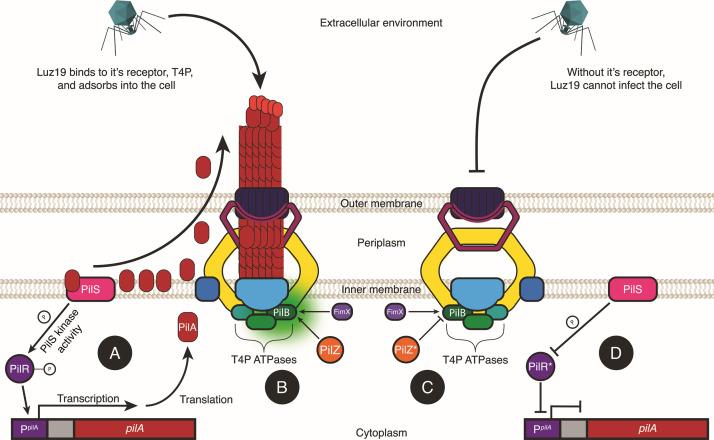 https://cdn.ncbi.nlm.nih.gov/pmc/blobs/5ae5/12211013/b4ede3b4920f/spectrum.02882-24.f004.jpg
