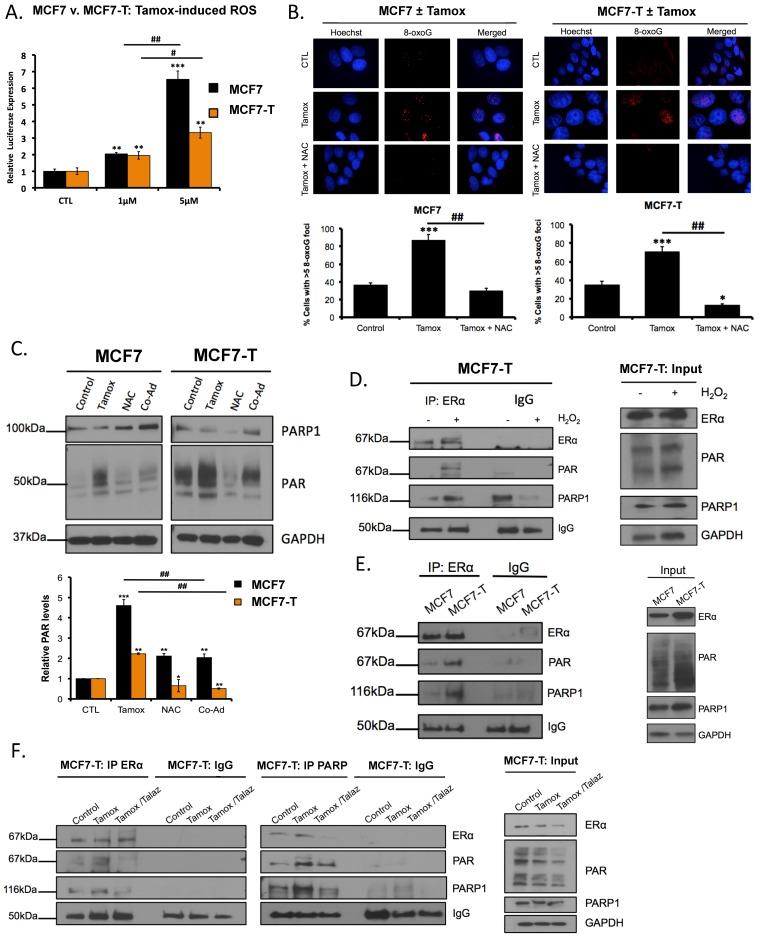 https://cdn.ncbi.nlm.nih.gov/pmc/blobs/5ae8/6357000/41ac70f42ef6/cancers-11-00043-g003.jpg