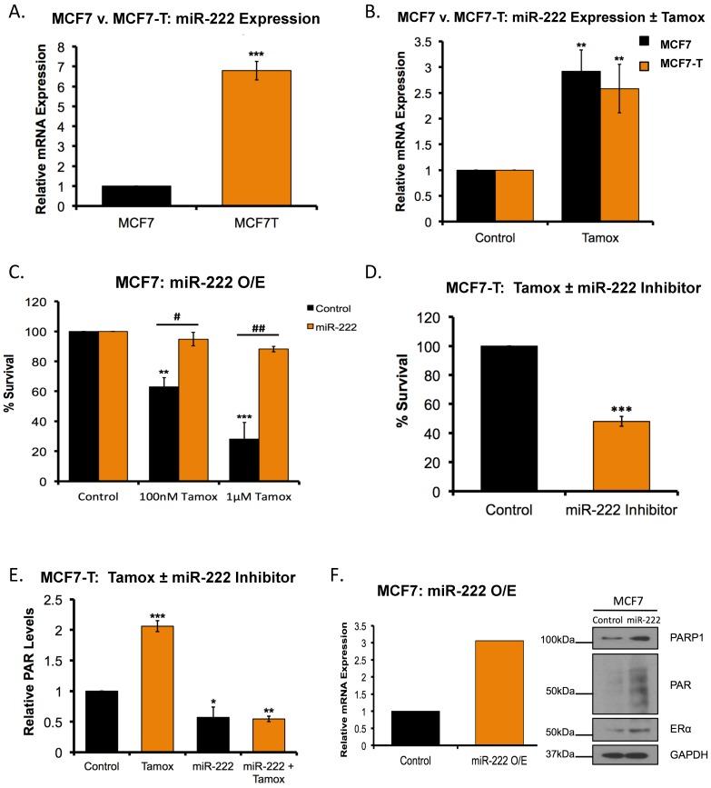https://cdn.ncbi.nlm.nih.gov/pmc/blobs/5ae8/6357000/f81aeb0cc744/cancers-11-00043-g005.jpg