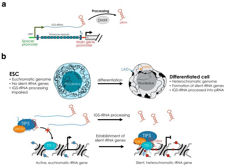 https://cdn.ncbi.nlm.nih.gov/pmc/blobs/5aea/6628108/97efdb281281/cells-08-00579-g002.jpg