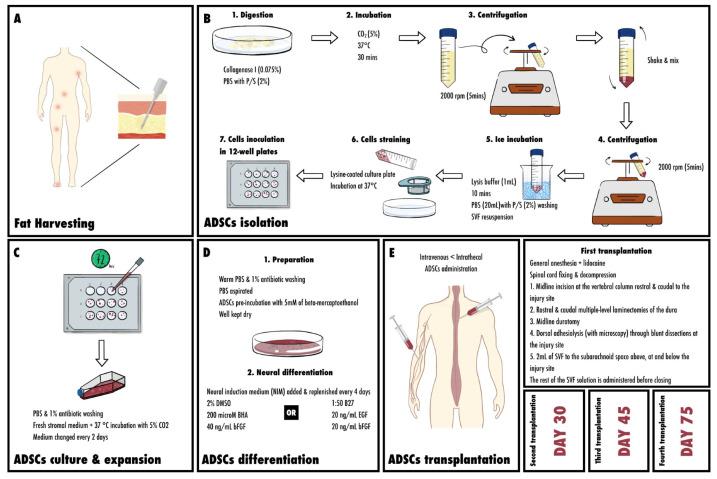 https://cdn.ncbi.nlm.nih.gov/pmc/blobs/5af6/11394073/8f028d076430/cells-13-01505-g003.jpg