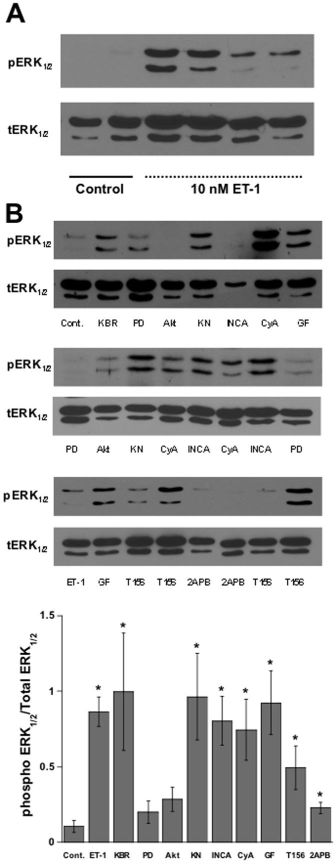 https://cdn.ncbi.nlm.nih.gov/pmc/blobs/5afd/3422284/aa5eea74c1c6/pone.0043179.g006.jpg
