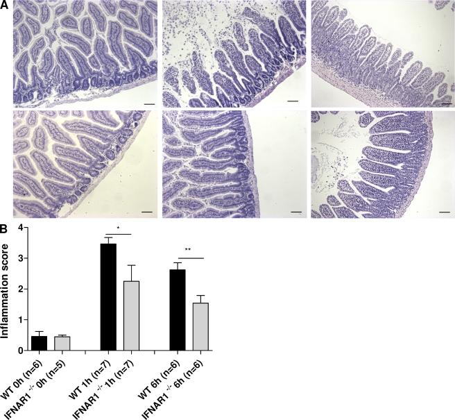 https://cdn.ncbi.nlm.nih.gov/pmc/blobs/5afe/2737160/778dd3936af4/JEM_20090213_RGB_Fig2.jpg