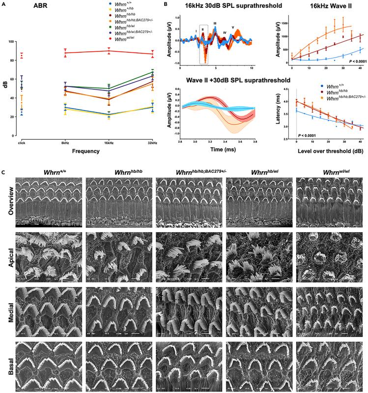 https://cdn.ncbi.nlm.nih.gov/pmc/blobs/5b00/11225360/4384ded98a70/gr3.jpg
