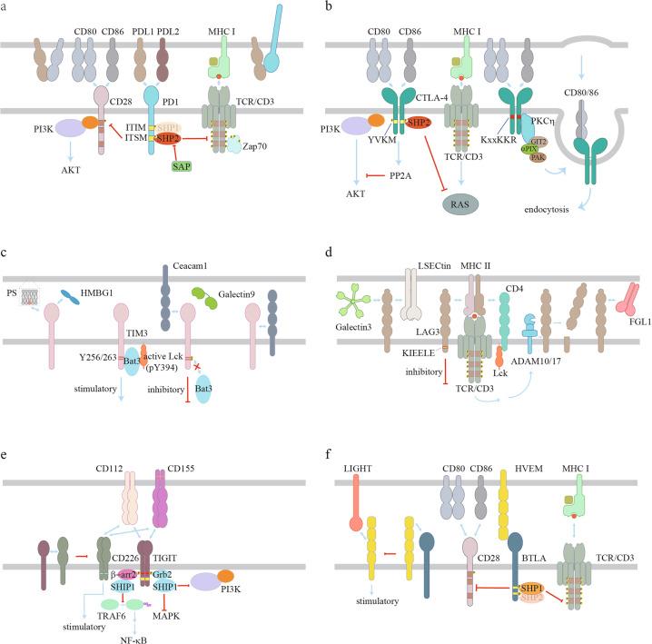 https://cdn.ncbi.nlm.nih.gov/pmc/blobs/5b00/7395714/0aae4bf399cf/41422_2020_343_Fig2_HTML.jpg