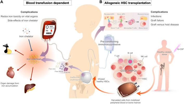 https://cdn.ncbi.nlm.nih.gov/pmc/blobs/5b01/8517149/835344799d70/fphar-12-730873-g001.jpg