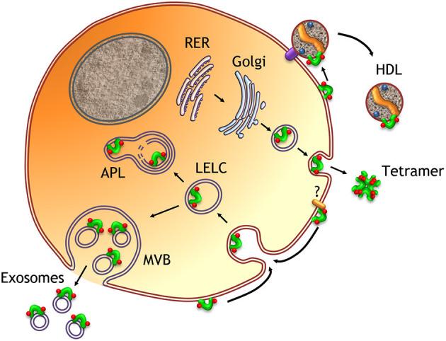 https://cdn.ncbi.nlm.nih.gov/pmc/blobs/5b05/8530192/bc2b709fd7f7/fphys-12-738991-g0006.jpg
