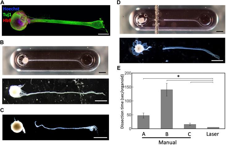 https://cdn.ncbi.nlm.nih.gov/pmc/blobs/5b06/10859526/842b99993ed6/fbioe-12-1259138-g004.jpg