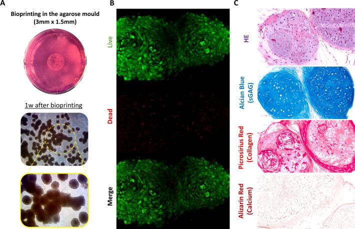 https://cdn.ncbi.nlm.nih.gov/pmc/blobs/5b06/11480940/b9fa590bd86c/ab4c00819_0005.jpg