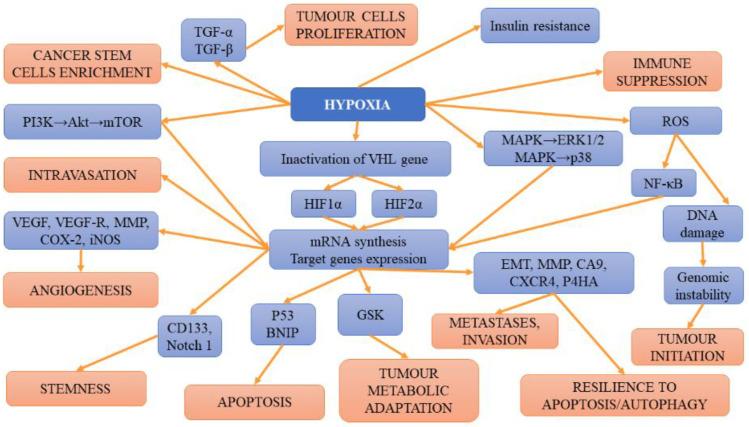 https://cdn.ncbi.nlm.nih.gov/pmc/blobs/5b08/8951303/22495b3d7fe7/ijms-23-03404-g001.jpg