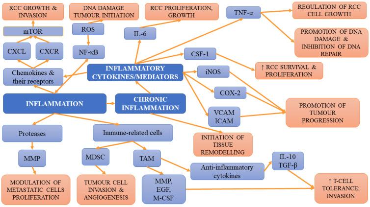 https://cdn.ncbi.nlm.nih.gov/pmc/blobs/5b08/8951303/f2c532658b74/ijms-23-03404-g002.jpg
