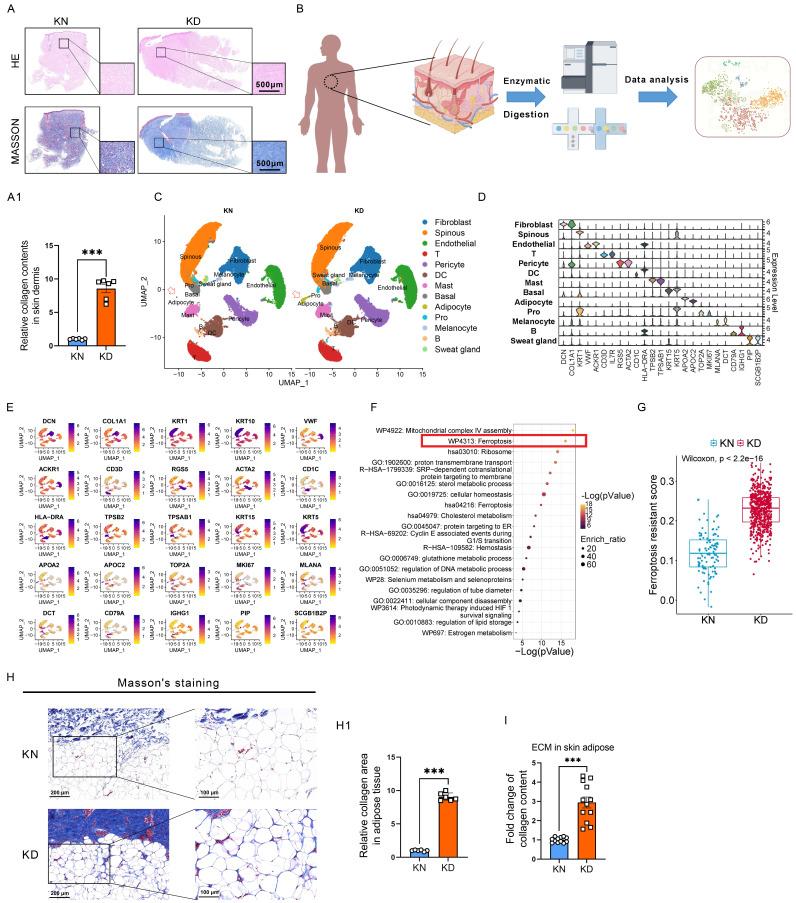 https://cdn.ncbi.nlm.nih.gov/pmc/blobs/5b09/12374836/35a679a5bba2/ijbsv21p5097g001.jpg