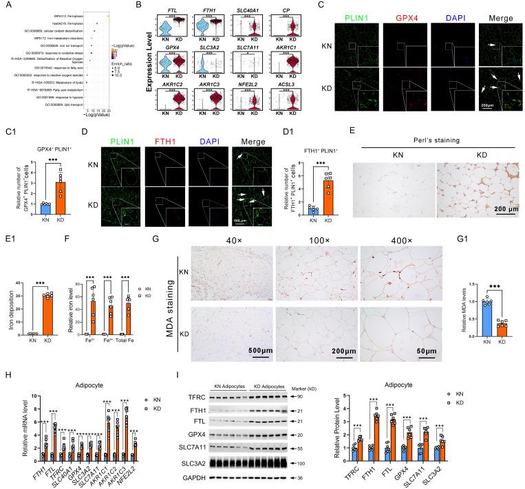 https://cdn.ncbi.nlm.nih.gov/pmc/blobs/5b09/12374836/6a89dd0ba162/ijbsv21p5097g002.jpg