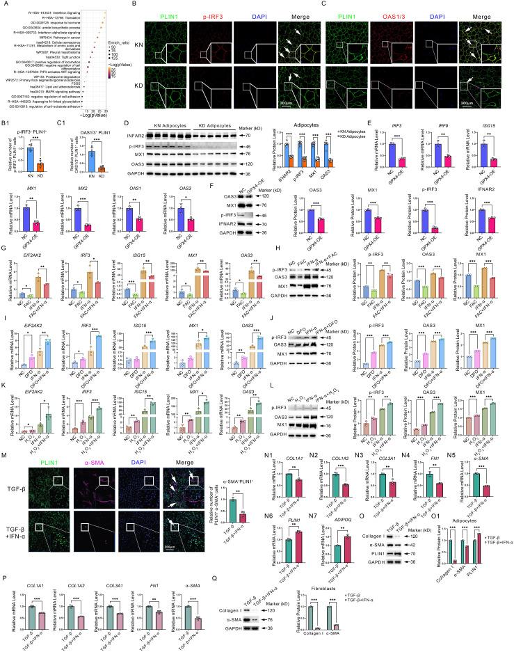 https://cdn.ncbi.nlm.nih.gov/pmc/blobs/5b09/12374836/b074bb9f3e1a/ijbsv21p5097g005.jpg