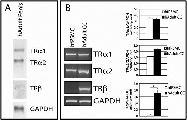 https://cdn.ncbi.nlm.nih.gov/pmc/blobs/5b0a/3017743/5bd21d55947b/jsm0007-1381-f5.jpg