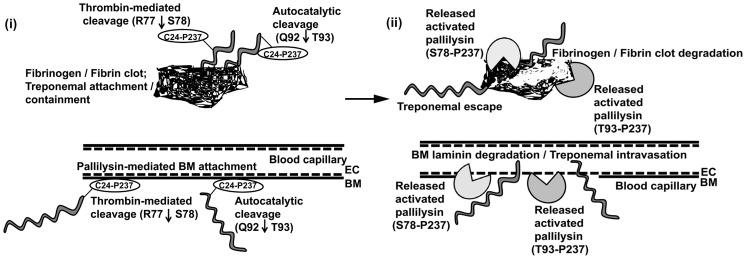 https://cdn.ncbi.nlm.nih.gov/pmc/blobs/5b0c/3406077/15131f03159f/ppat.1002822.g010.jpg