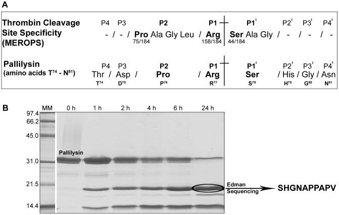 https://cdn.ncbi.nlm.nih.gov/pmc/blobs/5b0c/3406077/27a4cab15b13/ppat.1002822.g006.jpg