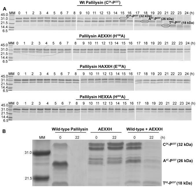 https://cdn.ncbi.nlm.nih.gov/pmc/blobs/5b0c/3406077/ed2c4437585b/ppat.1002822.g004.jpg