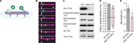 https://cdn.ncbi.nlm.nih.gov/pmc/blobs/5b0e/6920029/1fb54c521c02/aax2705-F3.jpg