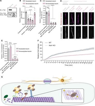 https://cdn.ncbi.nlm.nih.gov/pmc/blobs/5b0e/6920029/caf0aa57f86f/aax2705-F6.jpg