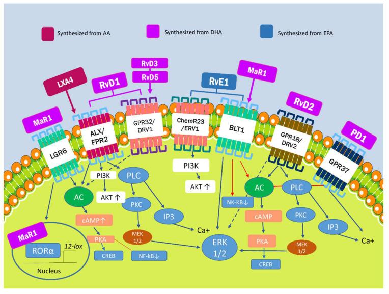 https://cdn.ncbi.nlm.nih.gov/pmc/blobs/5b0e/8955102/0d5ef083fb83/ijms-23-03133-g001.jpg
