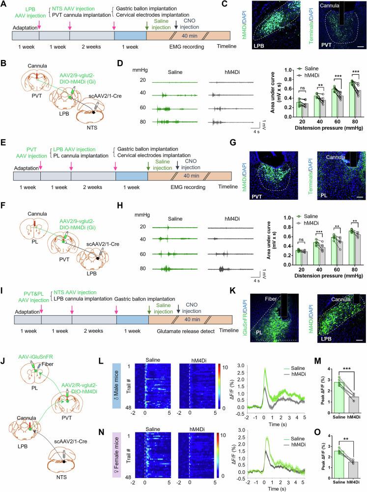 https://cdn.ncbi.nlm.nih.gov/pmc/blobs/5b0f/11561356/8795ed566382/41467_2024_54056_Fig7_HTML.jpg