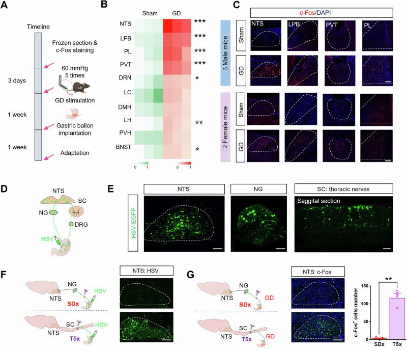 https://cdn.ncbi.nlm.nih.gov/pmc/blobs/5b0f/11561356/ee60ac1ed2fb/41467_2024_54056_Fig1_HTML.jpg