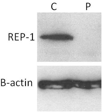 https://cdn.ncbi.nlm.nih.gov/pmc/blobs/5b10/4000712/55333863e43f/mv-v20-535-f1.jpg