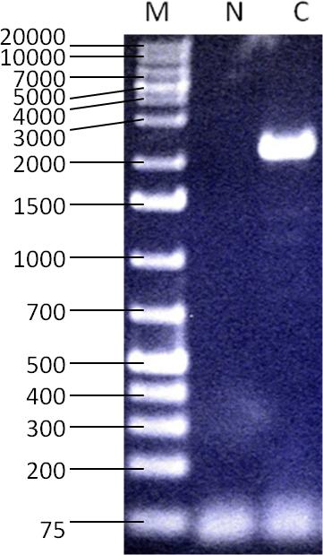 https://cdn.ncbi.nlm.nih.gov/pmc/blobs/5b10/4000712/8920e17ba520/mv-v20-535-f4.jpg