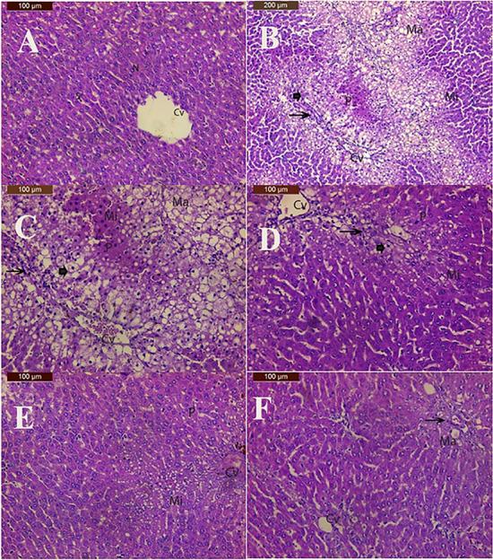 https://cdn.ncbi.nlm.nih.gov/pmc/blobs/5b12/11022478/3308ee3a2577/13007_2024_1181_Fig6_HTML.jpg