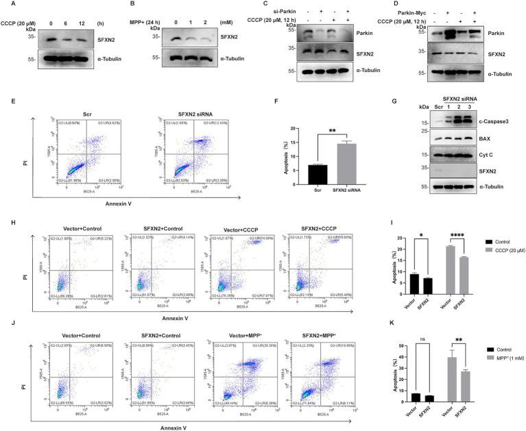 https://cdn.ncbi.nlm.nih.gov/pmc/blobs/5b12/12391048/0574ea48a0eb/fncel-19-1623747-g008.jpg