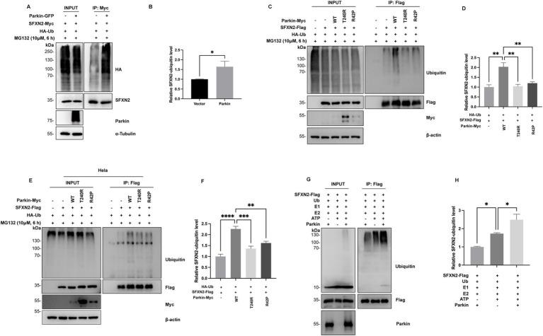 https://cdn.ncbi.nlm.nih.gov/pmc/blobs/5b12/12391048/1edf4ea864f6/fncel-19-1623747-g004.jpg