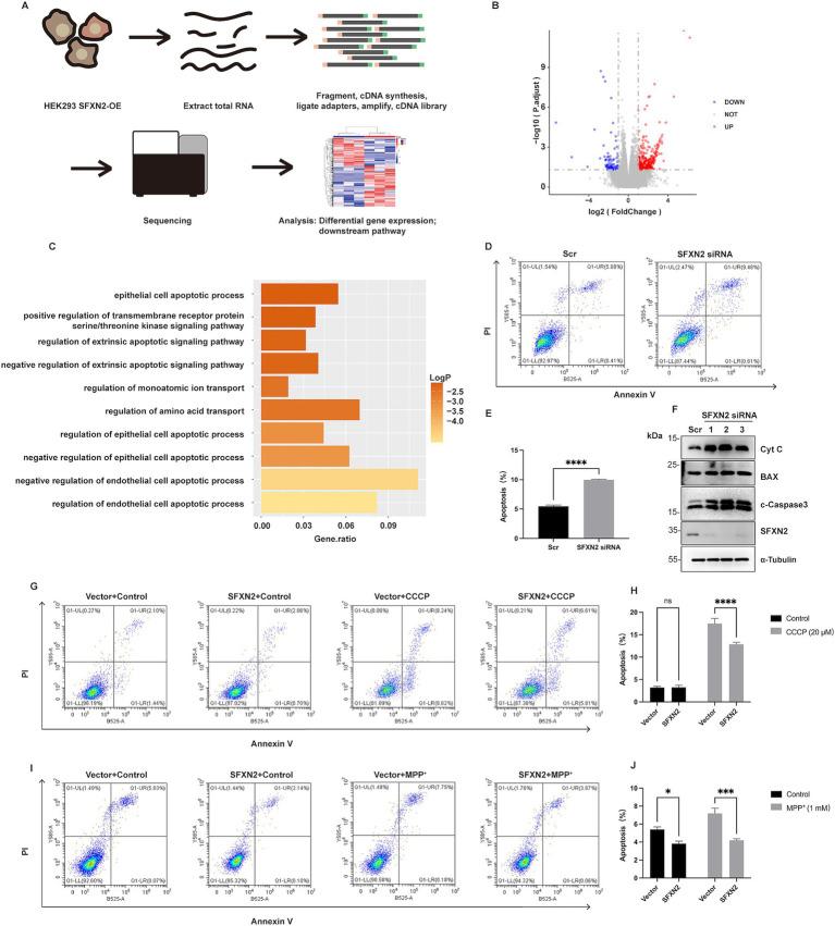 https://cdn.ncbi.nlm.nih.gov/pmc/blobs/5b12/12391048/4242af0db17a/fncel-19-1623747-g007.jpg