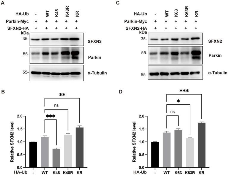 https://cdn.ncbi.nlm.nih.gov/pmc/blobs/5b12/12391048/a36de0d7cf3c/fncel-19-1623747-g005.jpg