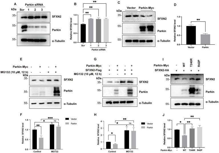 https://cdn.ncbi.nlm.nih.gov/pmc/blobs/5b12/12391048/b18e4f578bb4/fncel-19-1623747-g002.jpg