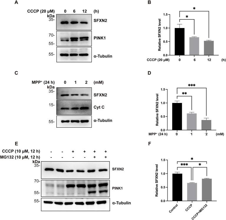 https://cdn.ncbi.nlm.nih.gov/pmc/blobs/5b12/12391048/ba7c190d1bee/fncel-19-1623747-g001.jpg